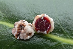 Ceroplastes sinensis Del Guercio