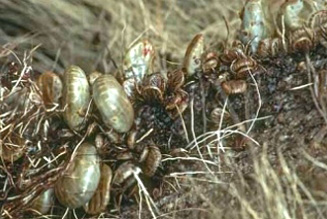 Gallura Disinfestazioni